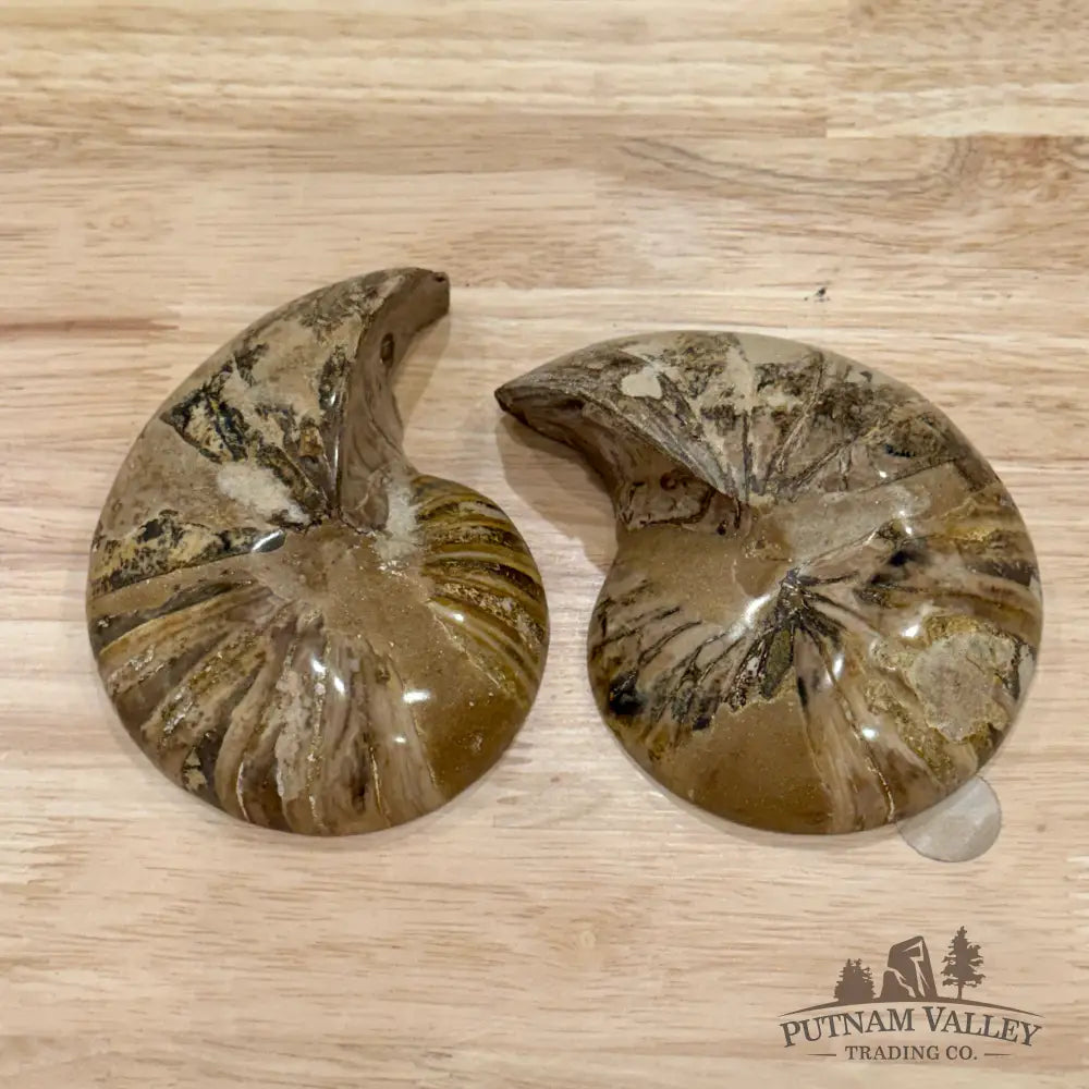 Polished Ammonite Fossil Pair 4.8’’ | Madagascar - Fossil Specimen