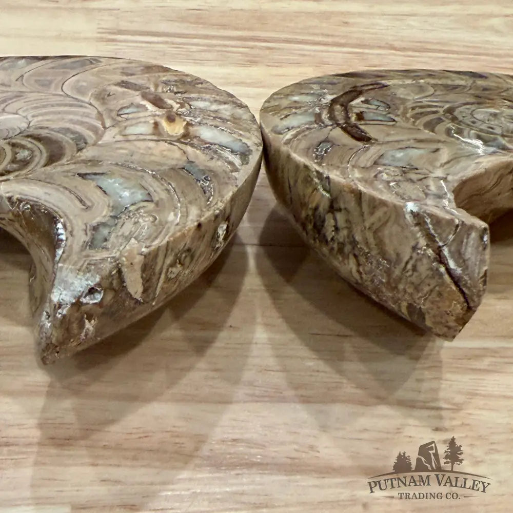 Polished Ammonite Fossil Pair 4.8’’ | Madagascar - Fossil Specimen