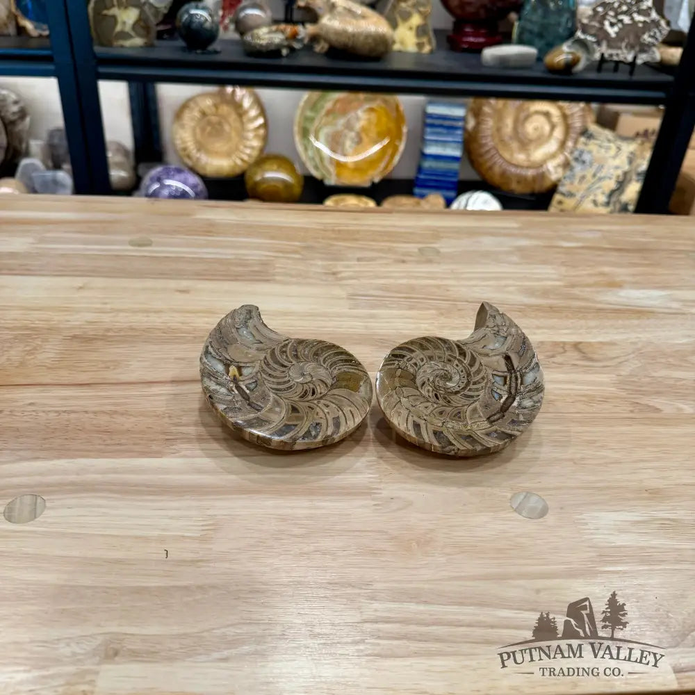Polished Ammonite Fossil Pair 4.8’’ | Madagascar - Fossil Specimen