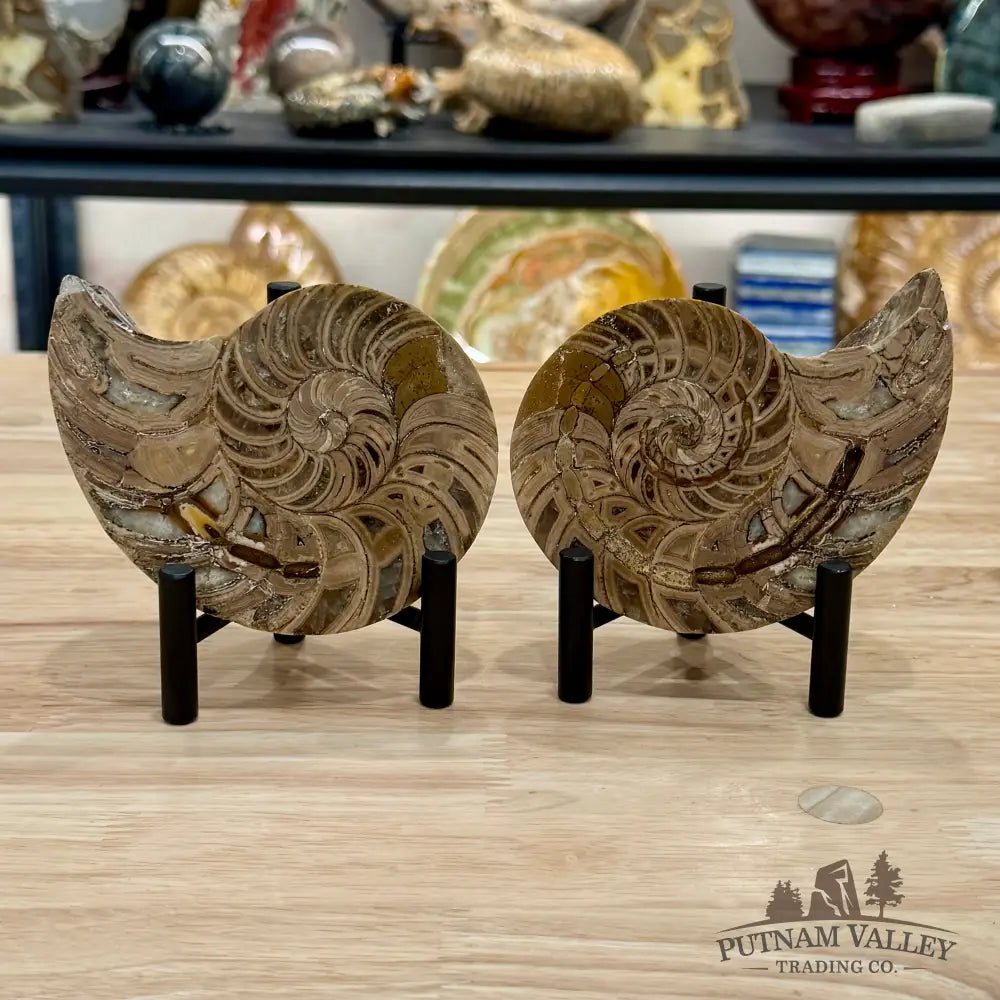 Polished Ammonite Fossil Pair 4.8’’ | Madagascar - Fossil Specimen