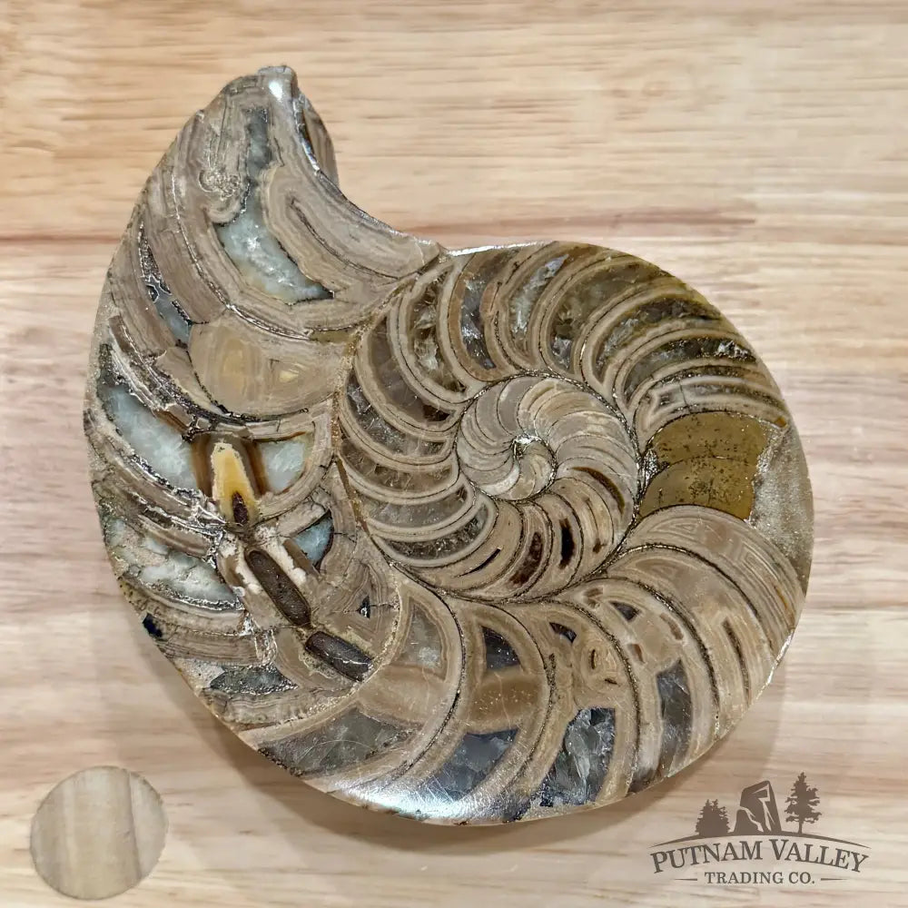 Polished Ammonite Fossil Pair 4.8’’ | Madagascar - Fossil Specimen