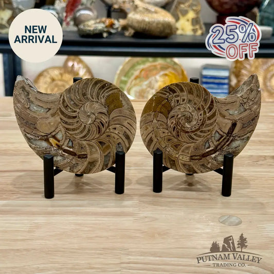 Polished Ammonite Fossil Pair 4.8’’ | Madagascar - Fossil Specimen