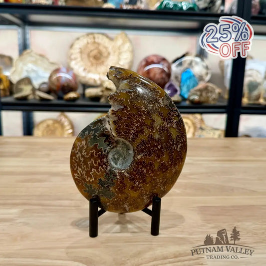 Polished Cleoniceras Ammonite 6.18’’ | Madagascar - Fossil Specimen