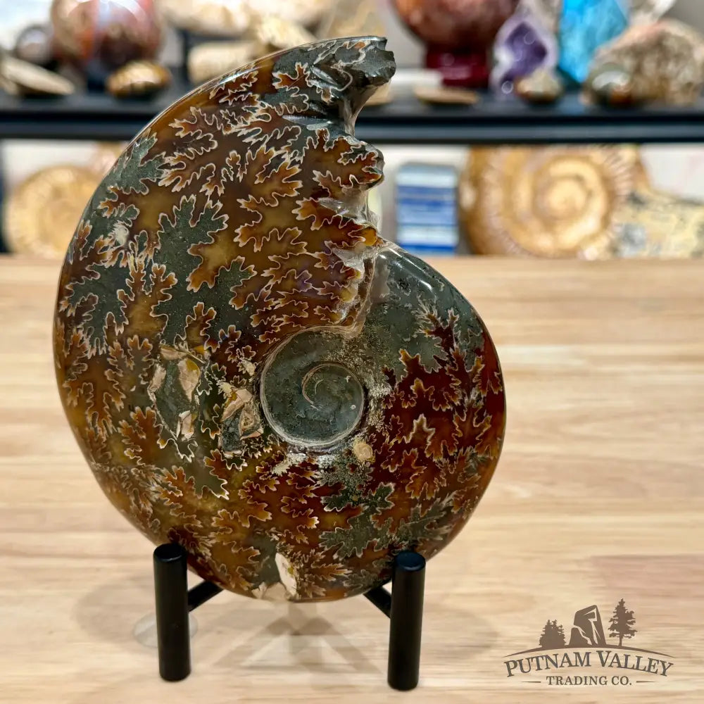 Polished Cleoniceras Ammonite 6.18’’ | Madagascar - Fossil Specimen