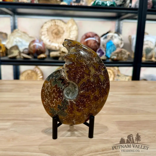 Polished Cleoniceras Ammonite 6.18’’ | Madagascar - Fossil Specimen