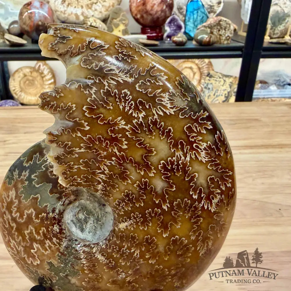 Polished Cleoniceras Ammonite 6.18’’ | Madagascar - Fossil Specimen