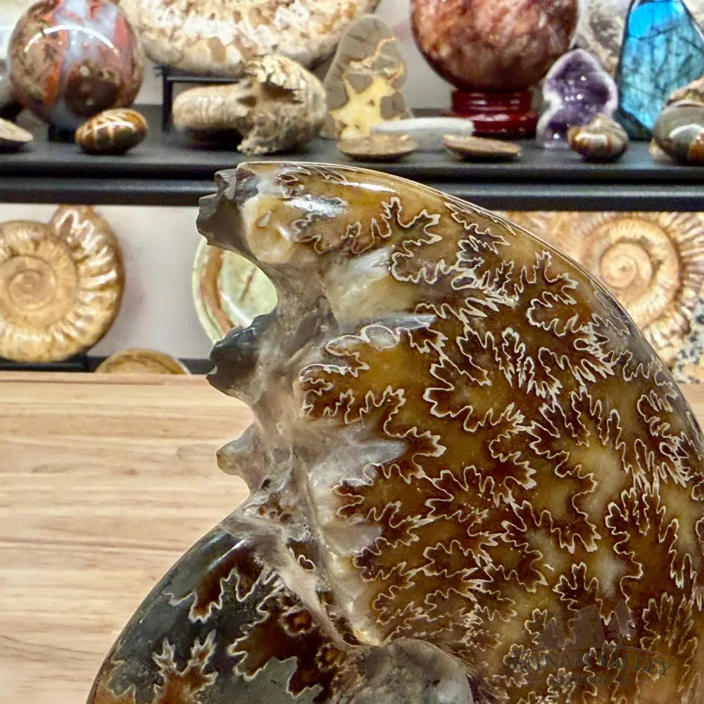 Polished Cleoniceras Ammonite 6.18’’ | Madagascar - Fossil Specimen