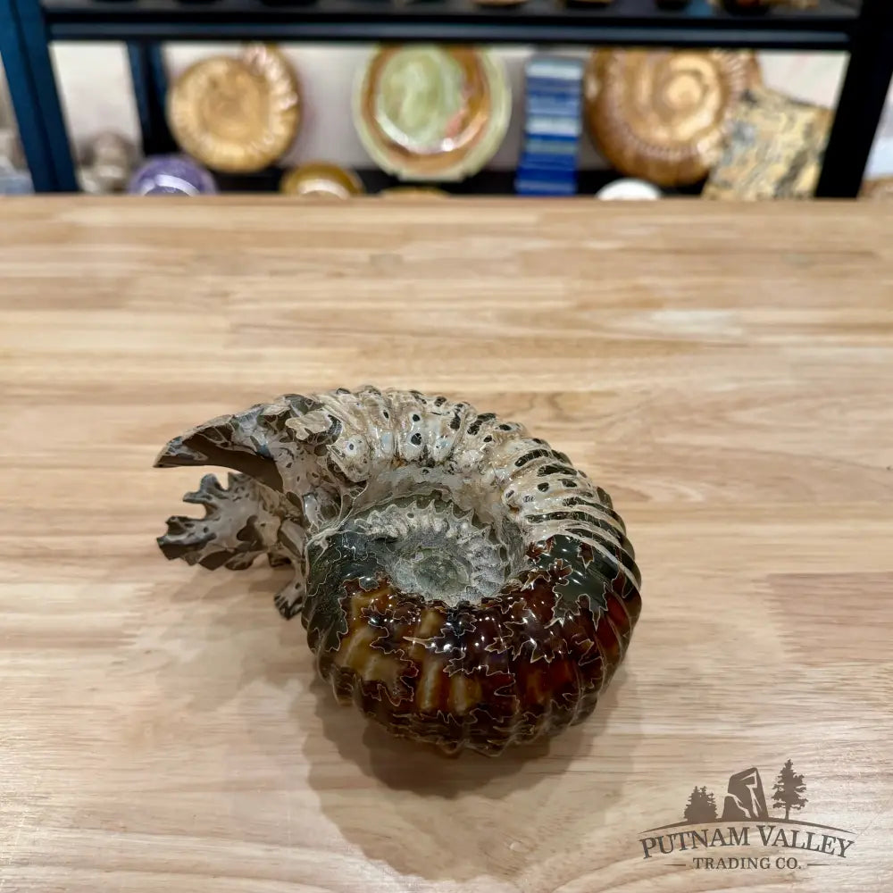 Polished Douvilleiceras Ammonite 5.94’’ | Madagascar - Fossil Specimen