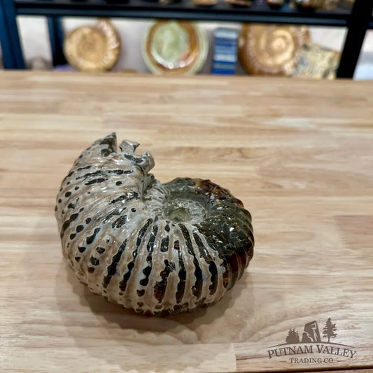 Polished Douvilleiceras Ammonite 5.94’’ | Madagascar - Fossil Specimen