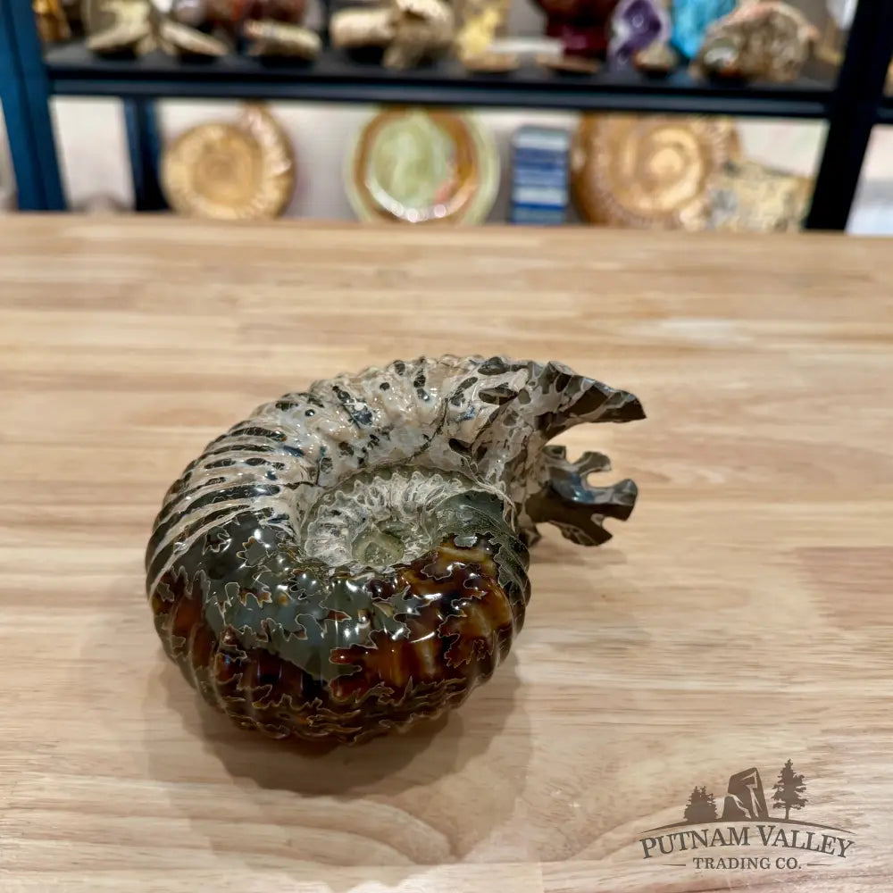 Polished Douvilleiceras Ammonite 5.94’’ | Madagascar - Fossil Specimen