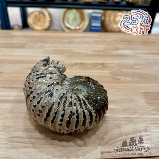 Polished Douvilleiceras Ammonite 5.94’’ | Madagascar - Fossil Specimen