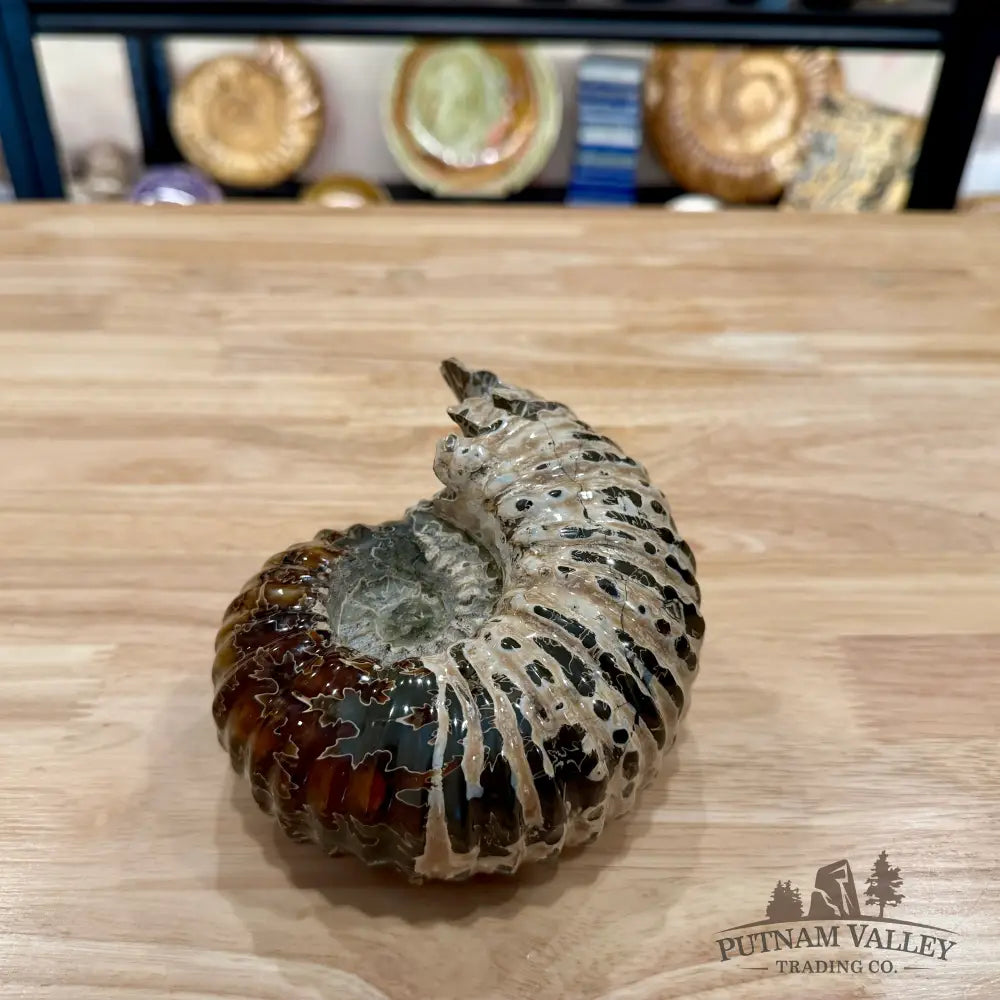 Polished Douvilleiceras Ammonite 5.94’’ | Madagascar - Fossil Specimen