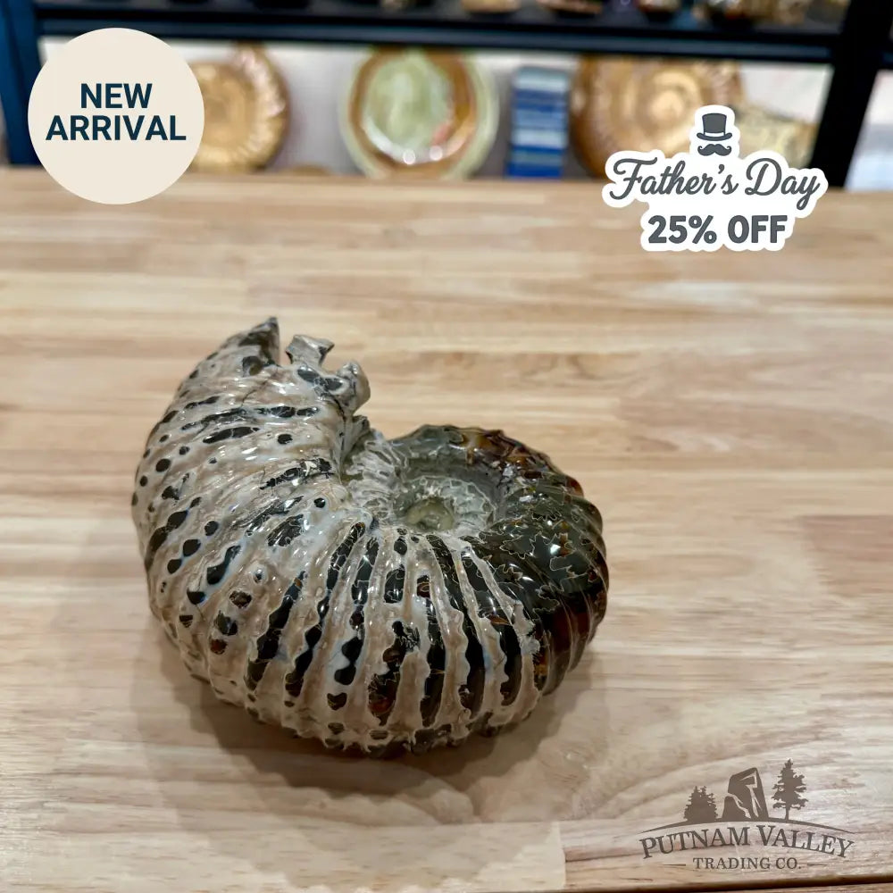Polished Douvilleiceras Ammonite 5.94’’ | Madagascar - Fossil Specimen