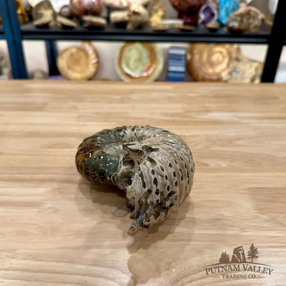 Polished Douvilleiceras Ammonite 5.94’’ | Madagascar - Fossil Specimen