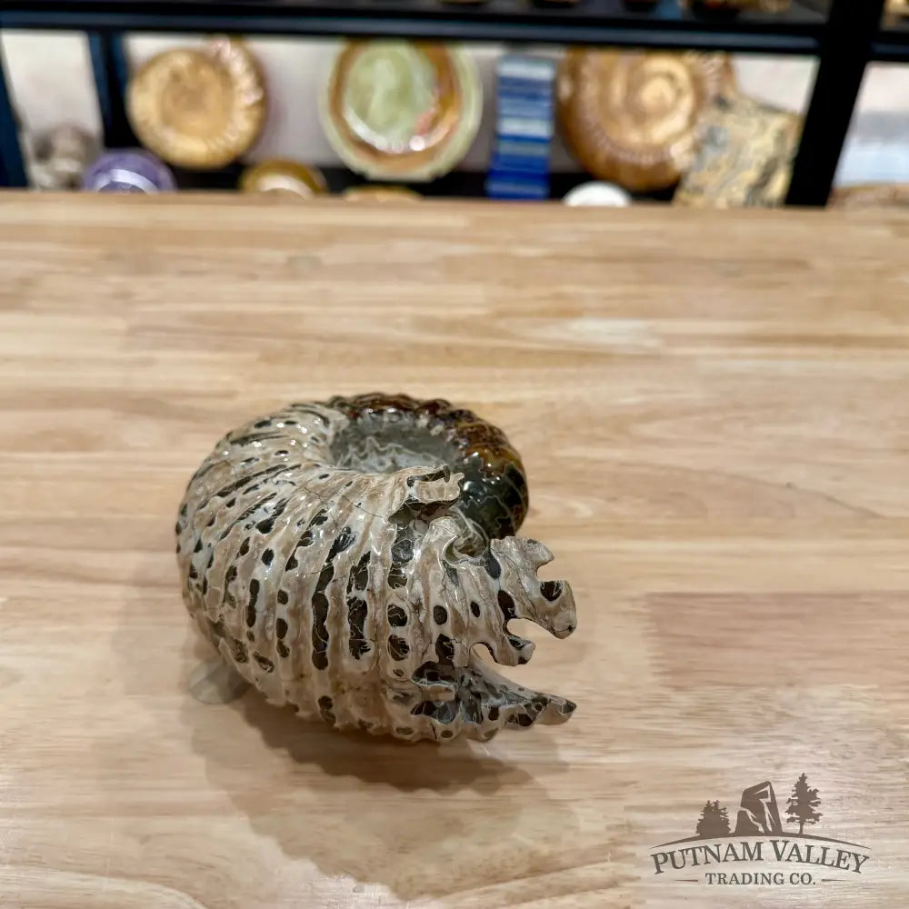 Polished Douvilleiceras Ammonite 5.94’’ | Madagascar - Fossil Specimen