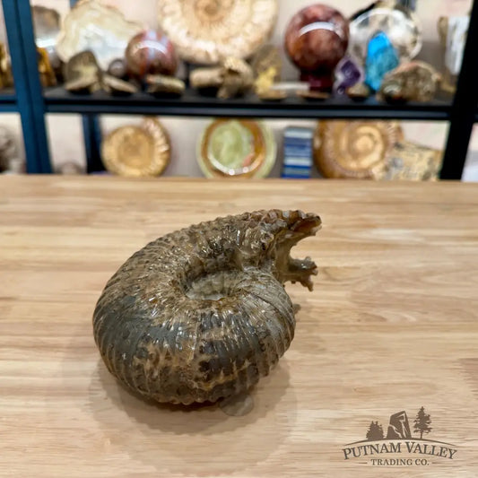 Polished Douvilleiceras Ammonite 6.21’’ | Madagascar - Fossil Specimen