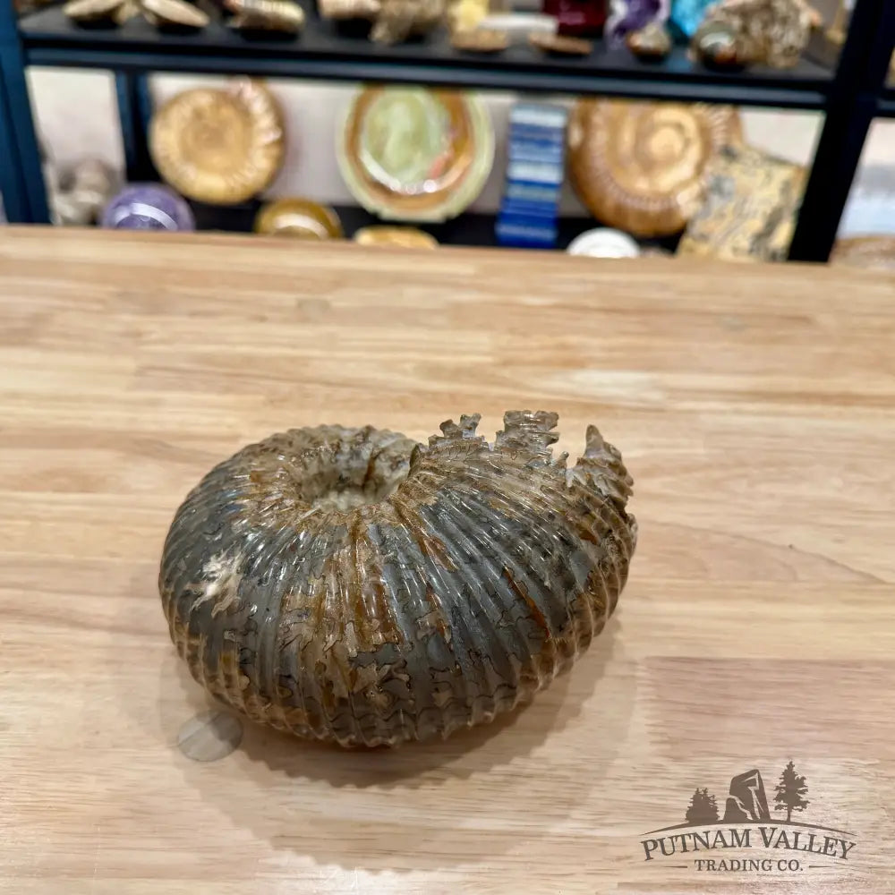 Polished Douvilleiceras Ammonite 6.21’’ | Madagascar - Fossil Specimen