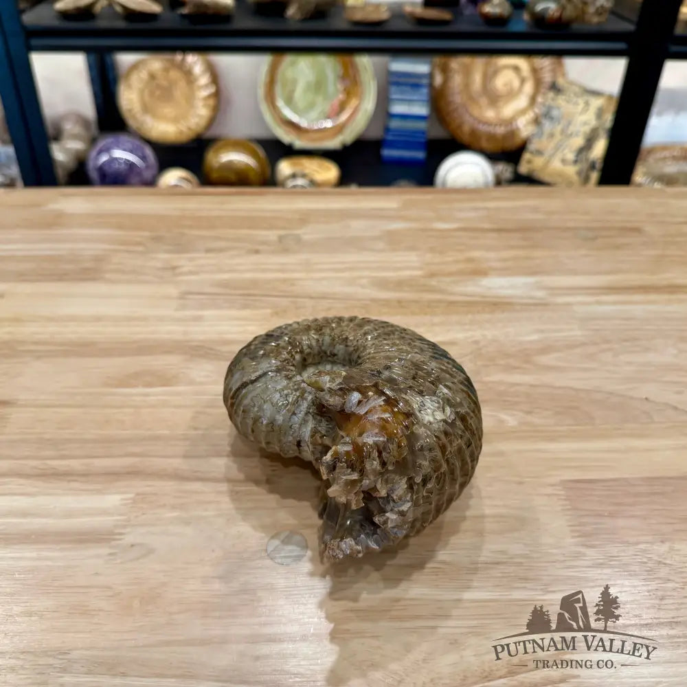 Polished Douvilleiceras Ammonite 6.21’’ | Madagascar - Fossil Specimen
