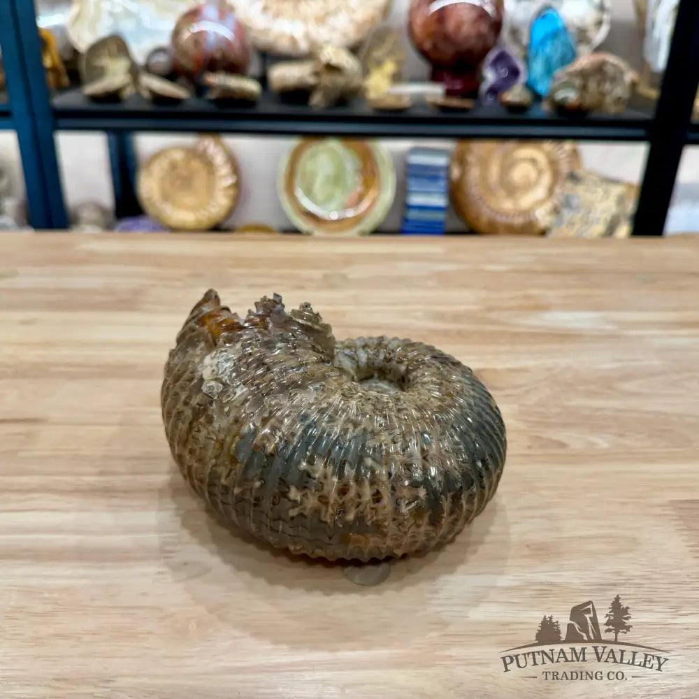 Polished Douvilleiceras Ammonite 6.21’’ | Madagascar - Fossil Specimen