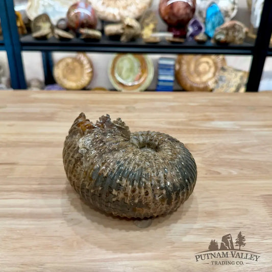 Polished Douvilleiceras Ammonite 6.21’’ | Madagascar - Fossil Specimen