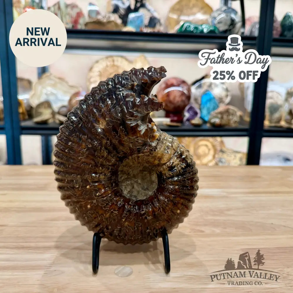 Polished Douvilleiceras Ammonite 8.05’’ | Madagascar - Fossil Specimen