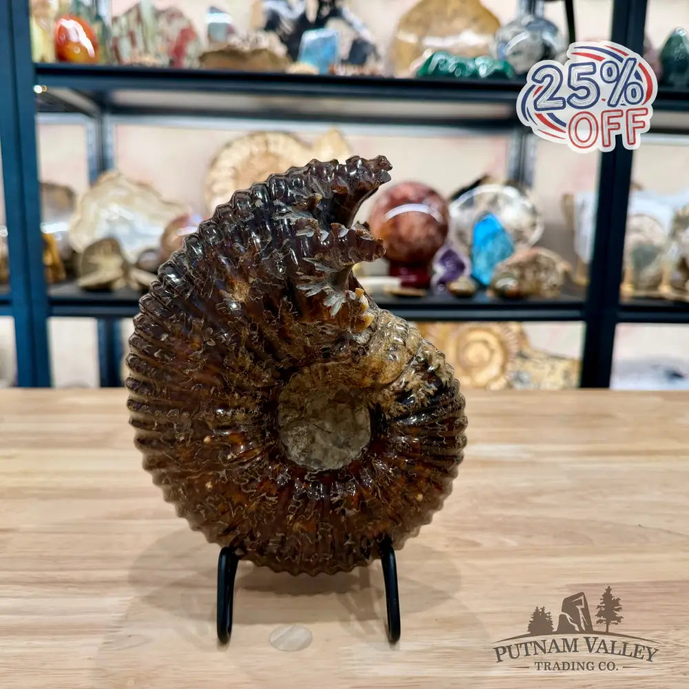Polished Douvilleiceras Ammonite 8.05’’ | Madagascar - Fossil Specimen
