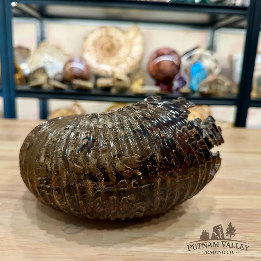 Polished Douvilleiceras Ammonite 8.05’’ | Madagascar - Fossil Specimen