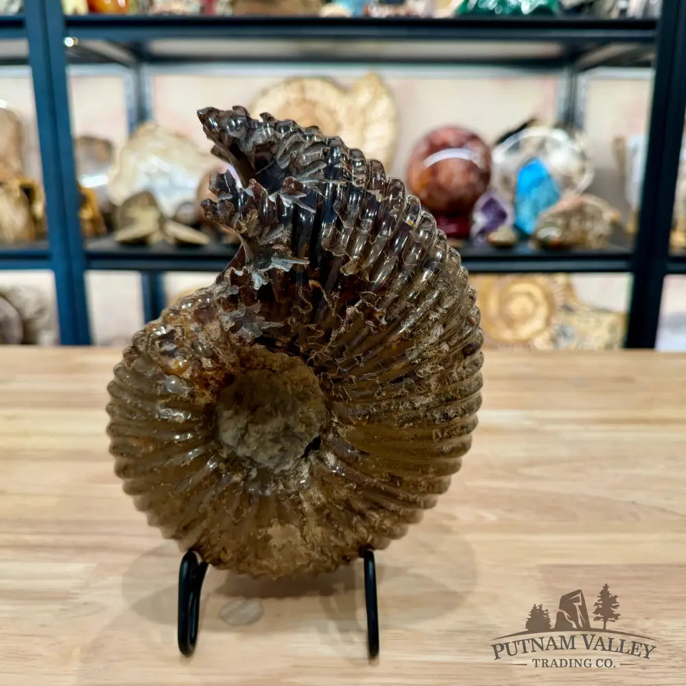 Polished Douvilleiceras Ammonite 8.05’’ | Madagascar - Fossil Specimen