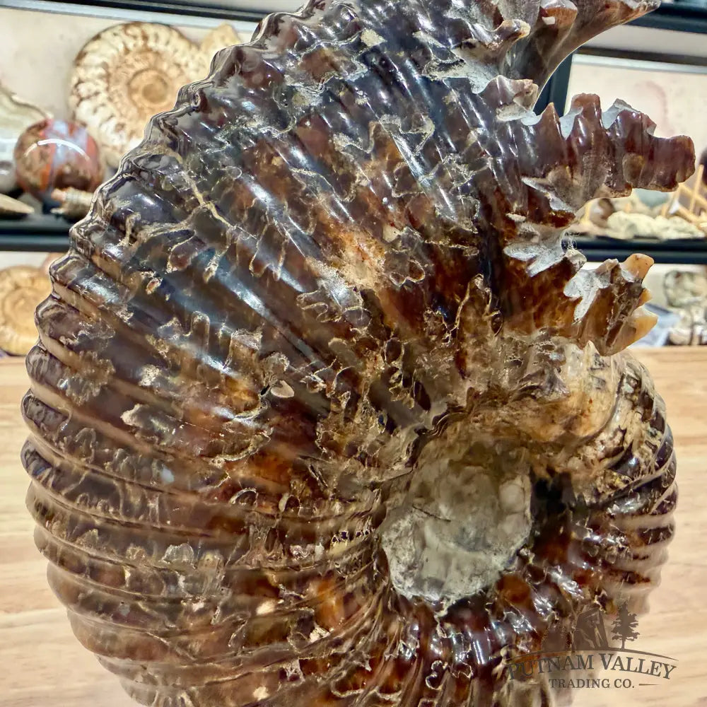 Polished Douvilleiceras Ammonite 8.05’’ | Madagascar - Fossil Specimen