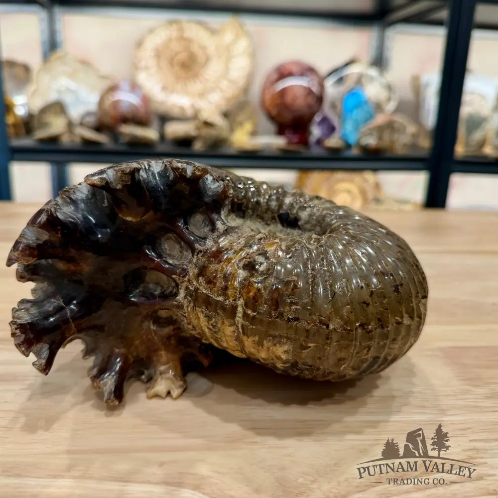 Polished Douvilleiceras Ammonite 8.05’’ | Madagascar - Fossil Specimen
