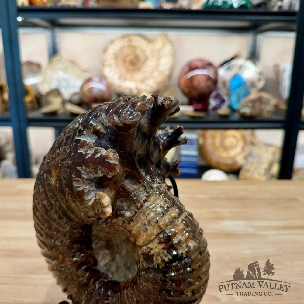 Polished Douvilleiceras Ammonite 8.05’’ | Madagascar - Fossil Specimen