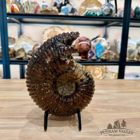Polished Douvilleiceras Ammonite 8.05’’ | Madagascar - Fossil Specimen