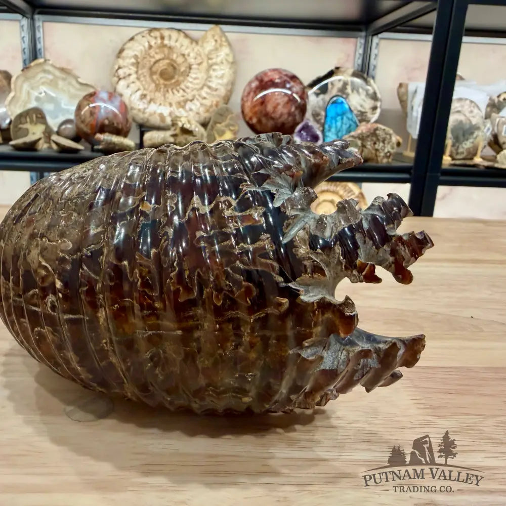 Polished Douvilleiceras Ammonite 8.05’’ | Madagascar - Fossil Specimen