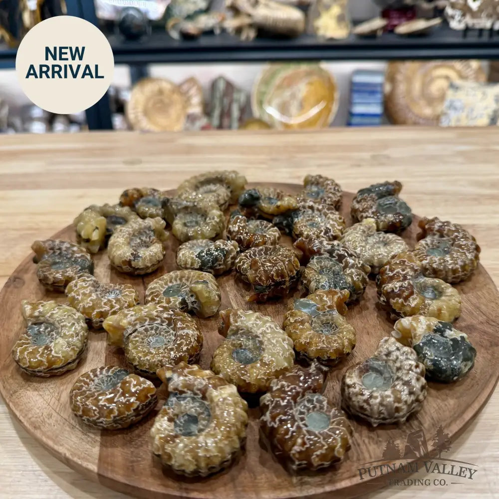 Polished Douvilleiceras Ammonite Fossils | In Select Sizes - Fossil