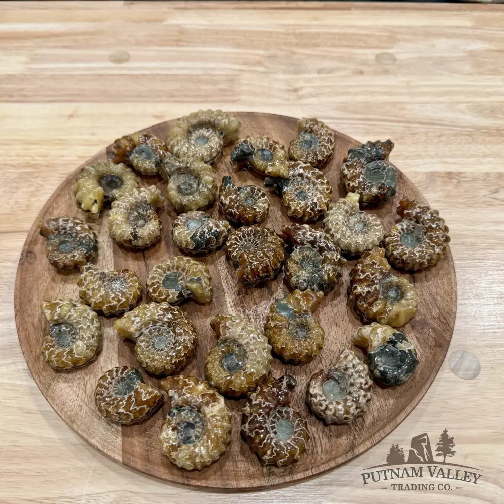Polished Douvilleiceras Ammonite Fossils | In Select Sizes - Fossil