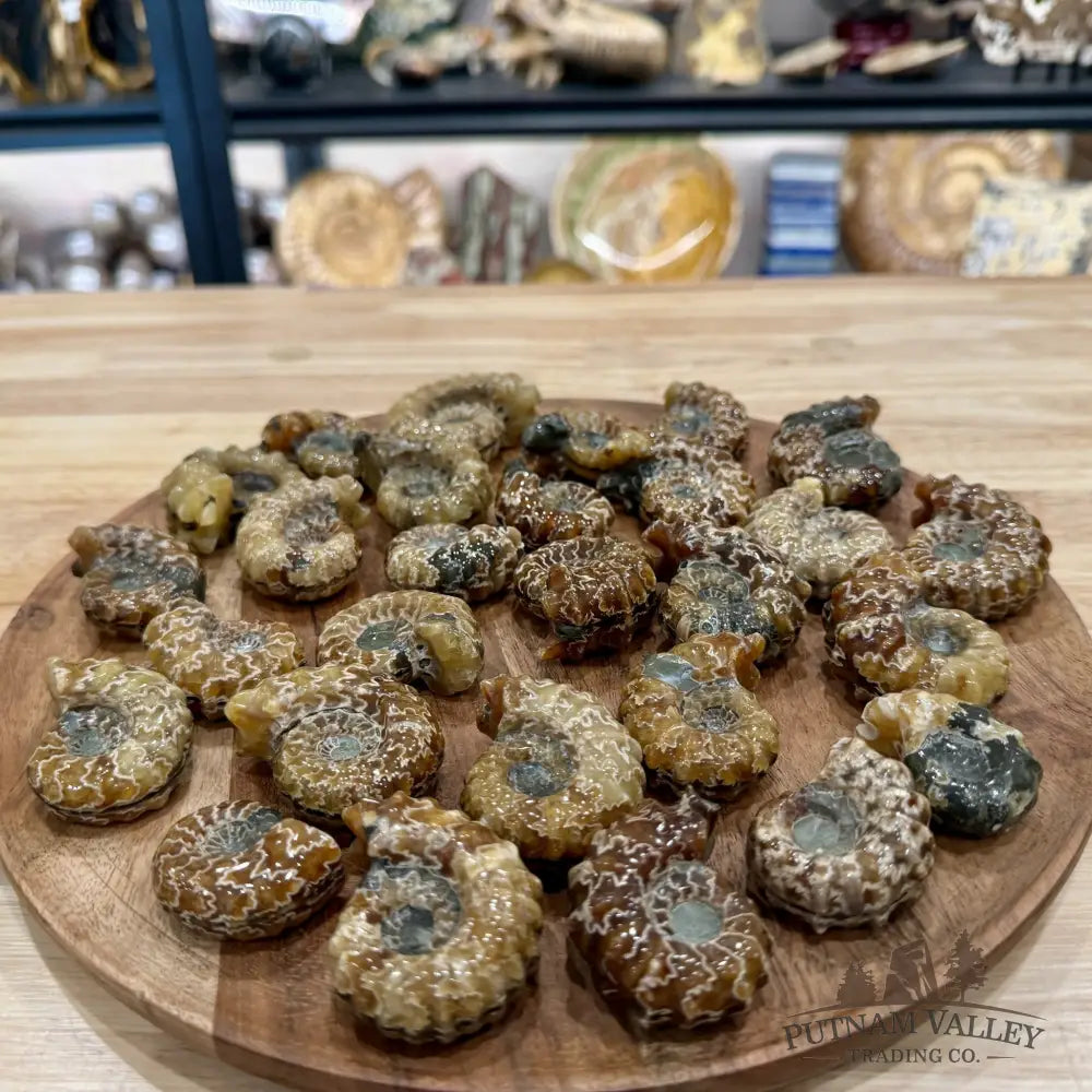 Polished Douvilleiceras Ammonite Fossils | In Select Sizes - Fossil