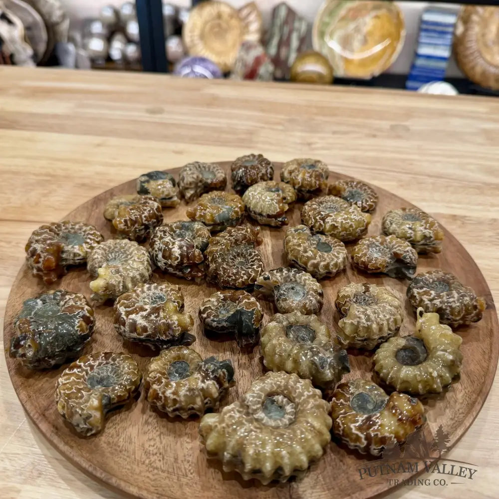 Polished Douvilleiceras Ammonite Fossils | In Select Sizes - Fossil