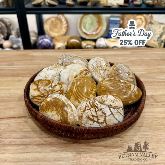 Polished Fossil Clams | Madagascar - Fossil