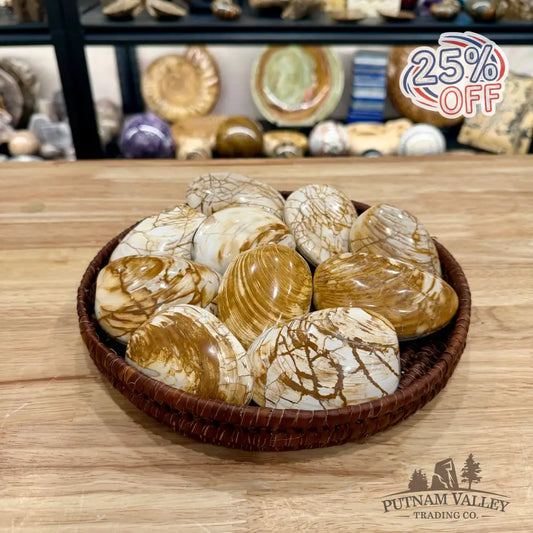 Polished Fossil Clams | Madagascar - Fossil