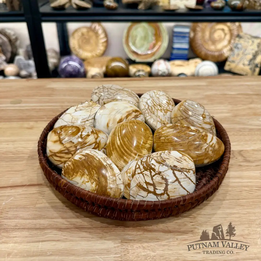 Polished Fossil Clams | Madagascar - Fossil