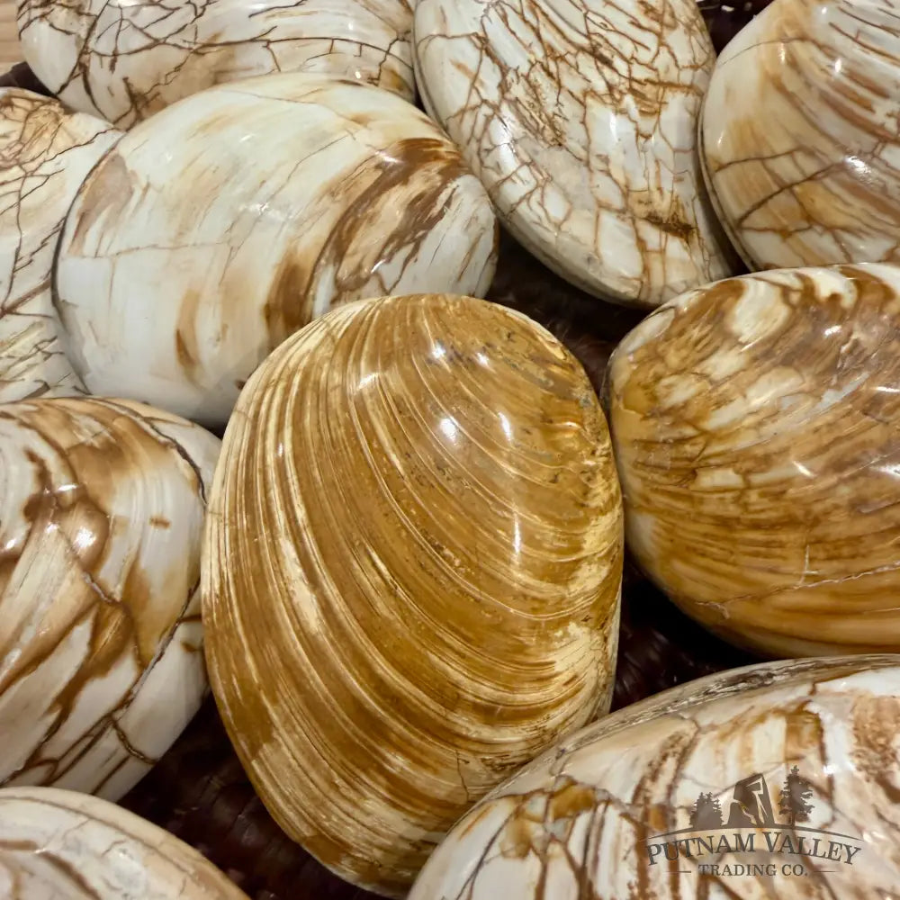 Polished Fossil Clams | Madagascar - Fossil