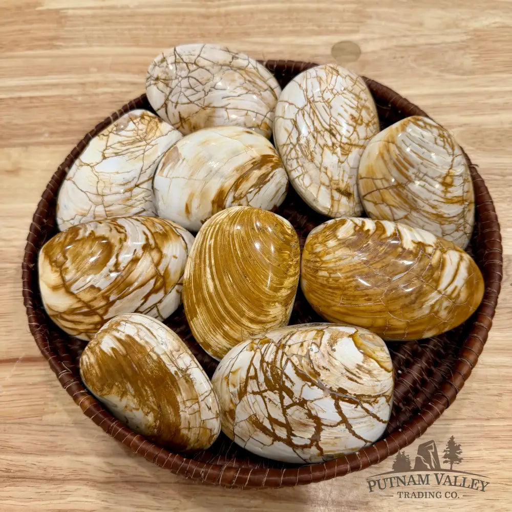 Polished Fossil Clams | Madagascar - Fossil