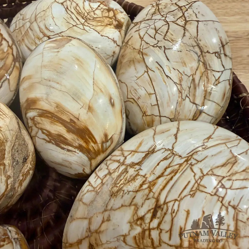 Polished Fossil Clams | Madagascar - Fossil