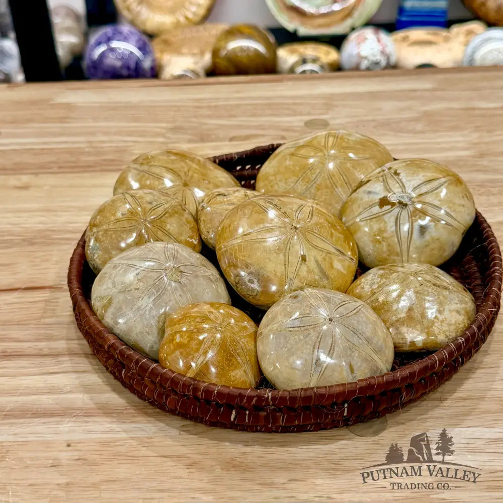 Polished Fossil Sand Dollars | Madagascar - Fossil