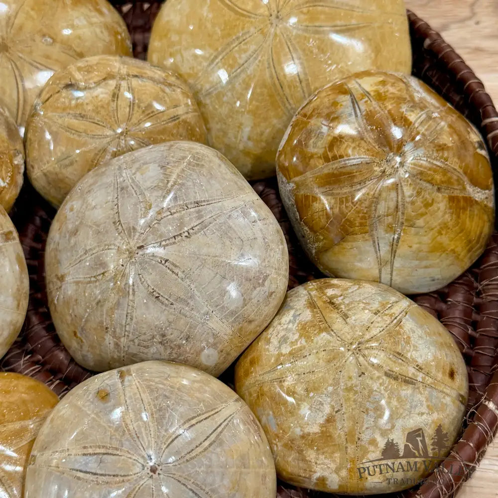 Polished Fossil Sand Dollars | Madagascar - Fossil