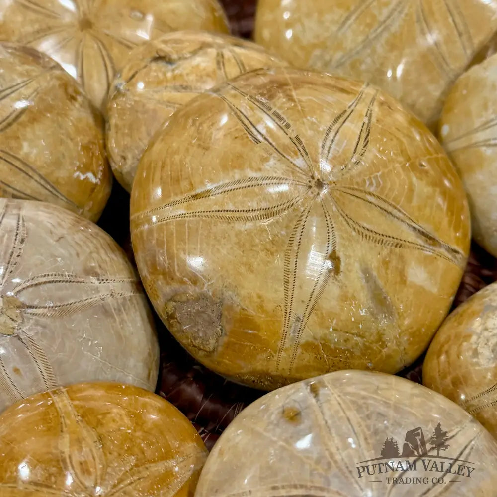 Polished Fossil Sand Dollars | Madagascar - Fossil