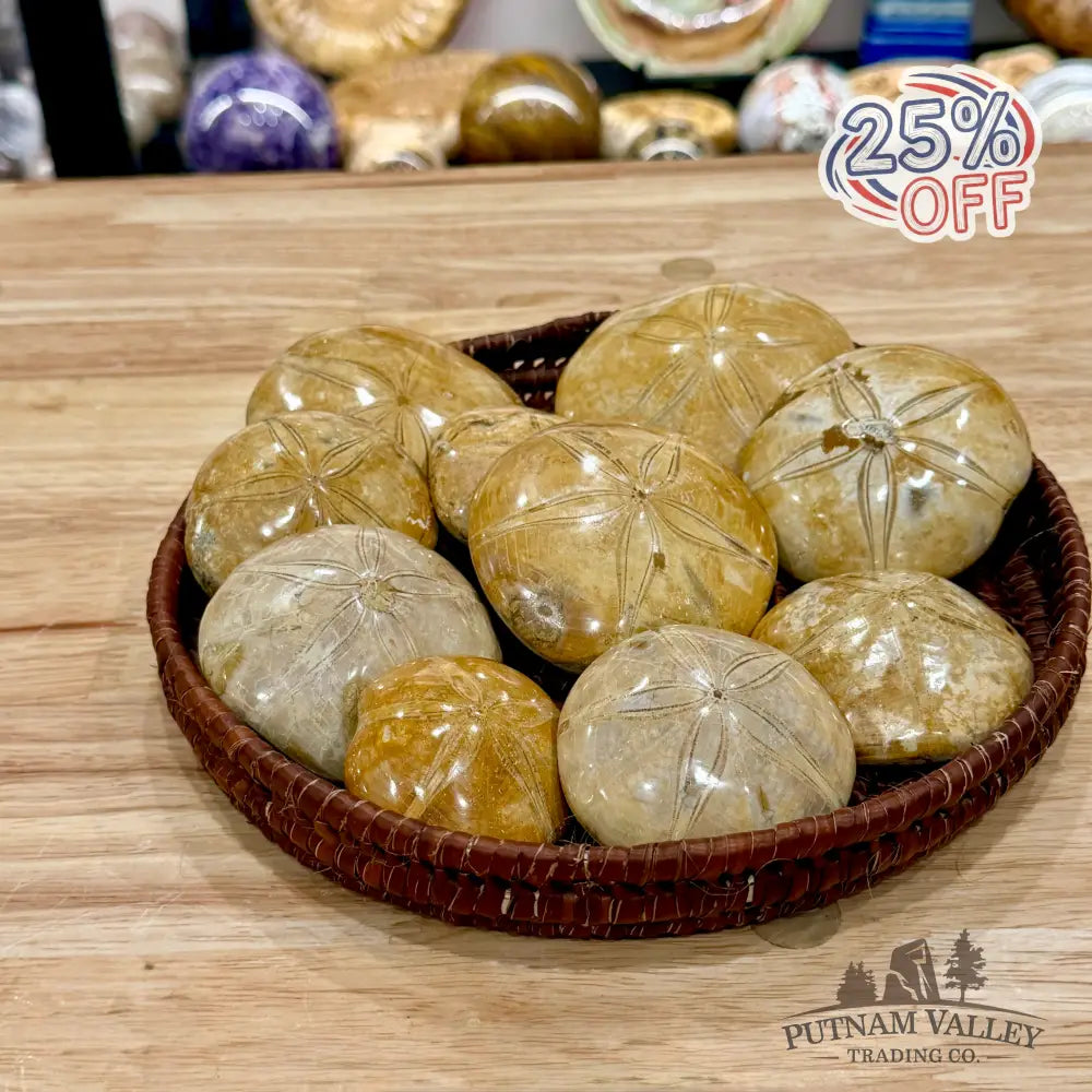 Polished Fossil Sand Dollars | Madagascar - Fossil