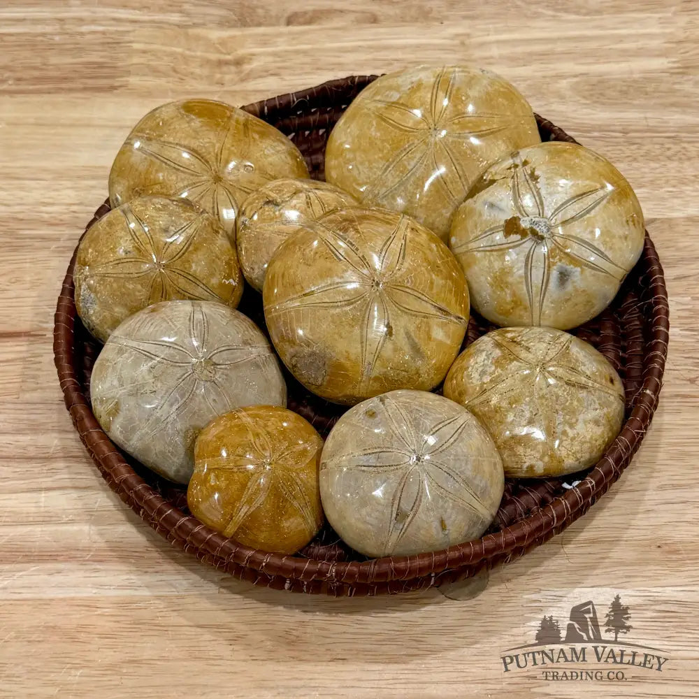Polished Fossil Sand Dollars | Madagascar - Fossil