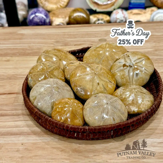 Polished Fossil Sand Dollars | Madagascar - Fossil