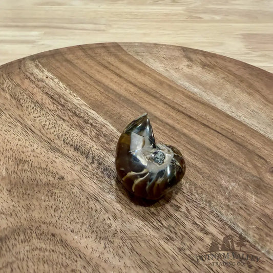 Polished Nautilus Cymatoceras Fossil 1.69’’ - Fossil Specimen